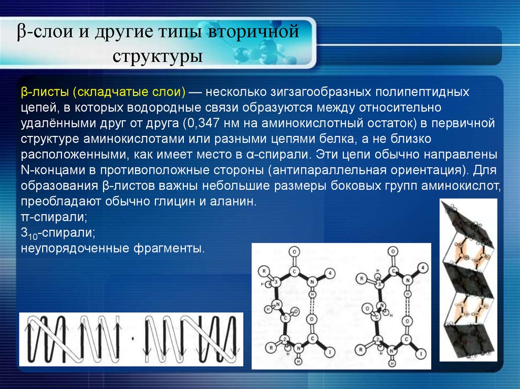 Химическая связь образующая первичную структуру белка. Типы вторичной структуры. Β-структура. Первичная структура водородная связь. Несколько полипептидных цепей структура.