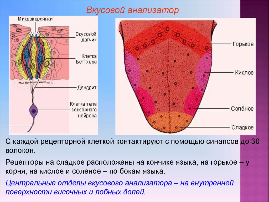 Схема рецепторов на языке