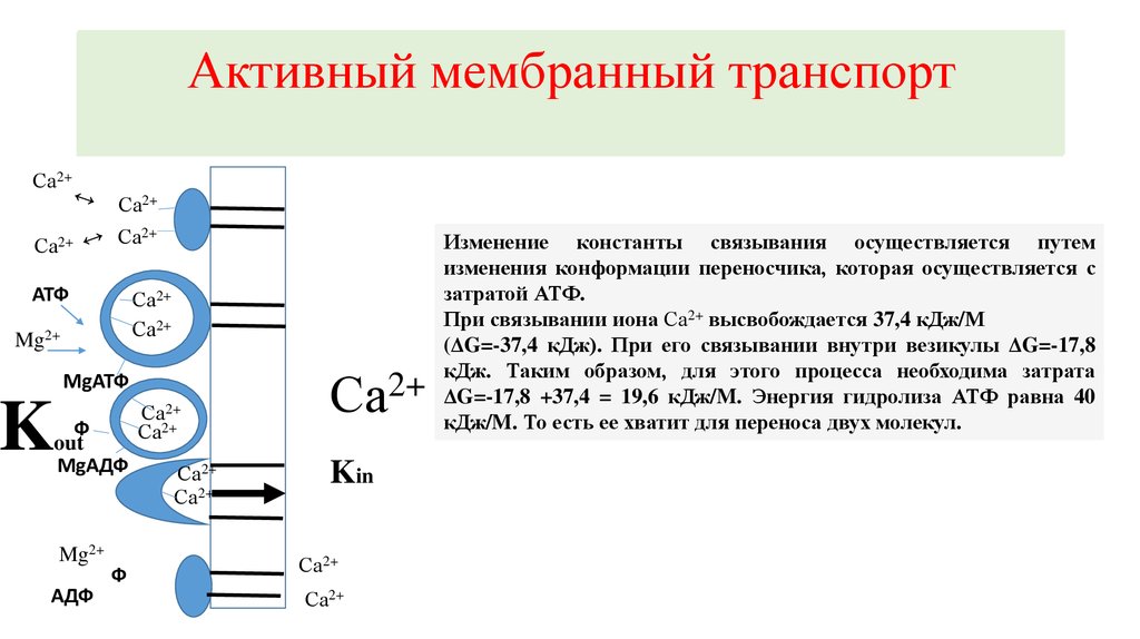 Транспорт натрия активный транспорт