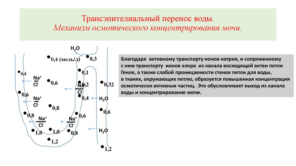 Перенос это. Механизм концентрирования мочи. Механизм осмотического концентрирования мочи. Общие принципы трансэпителиального переноса. Механизмы концентрирования мочи в нефроне.