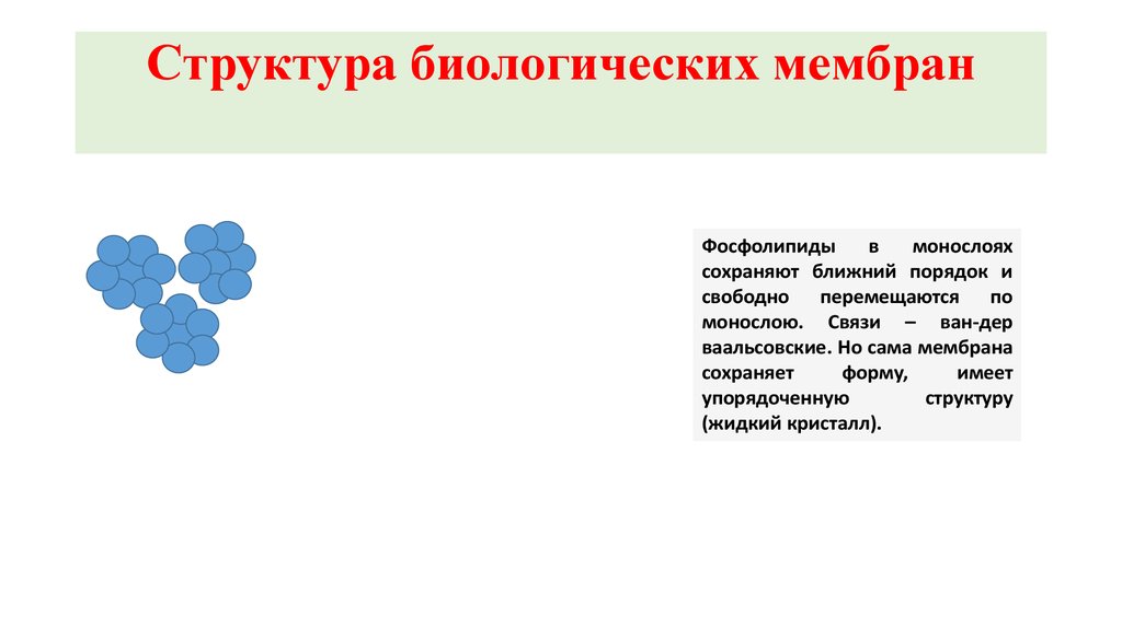 Структура биологии. Биологические мембраны монослои. Мембрана жидкий Кристалл. Монослой фосфолипидов.