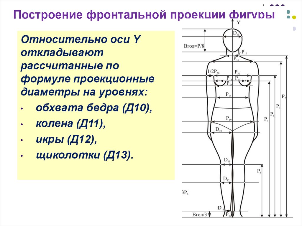 Оси фронтальной проекции. Фронтальная проекция бедра. Фронтальное построение детей. Формула расчета проекции человека. Фронтальная проекция бедра с зонами роста.