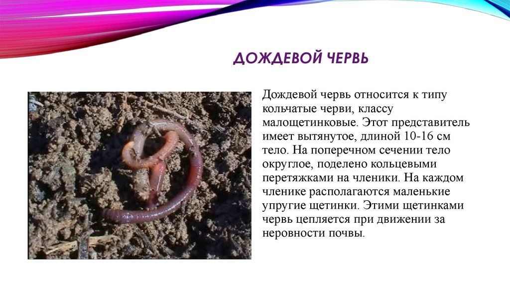 Приспособления червя к почвенной среде. Среда обитания земляного червя. Дождевой червь среда обитания. Дождевые черви относятся к типу.