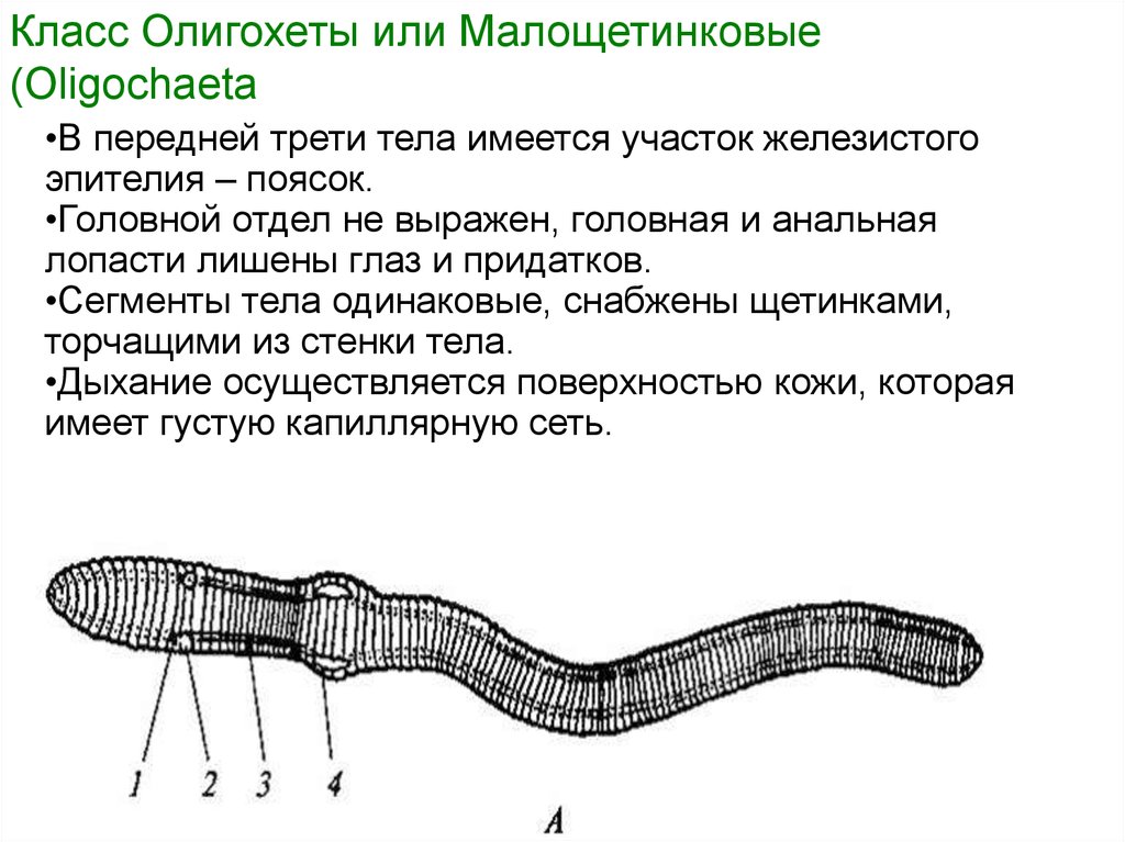 Форма кольчатых червей. Кольчатые черви внешнее строение. Класс червей олигохеты. Внешнее строение дождевого червя. Внешнее строение олигохет.