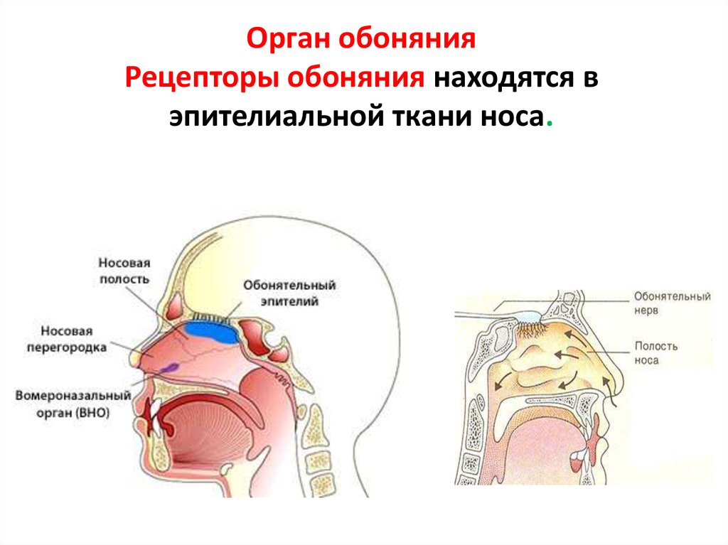 Органы чувств анализаторы тест