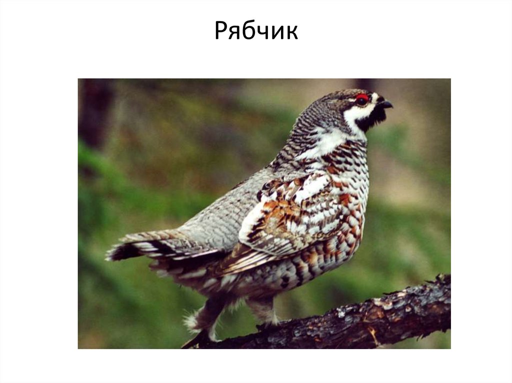 Рябчики говорят охотники любят дремать на деревьях. Воротничковый рябчик. Подкормка рябчика в лесу. Картина охота на рябчика. Рябчики говорят охотники любят дремать на деревьях.