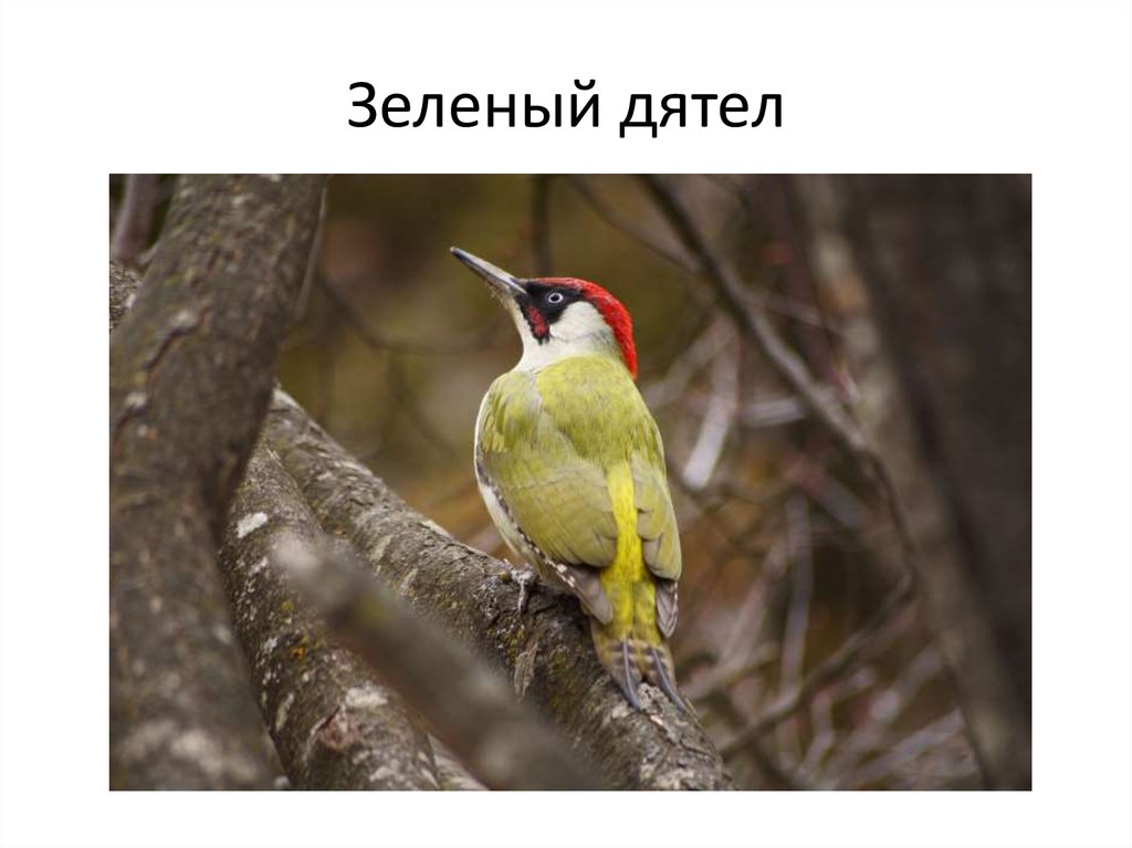 Зеленый дятел