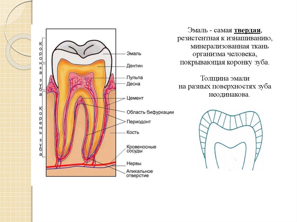 Эмаль зуба презентация