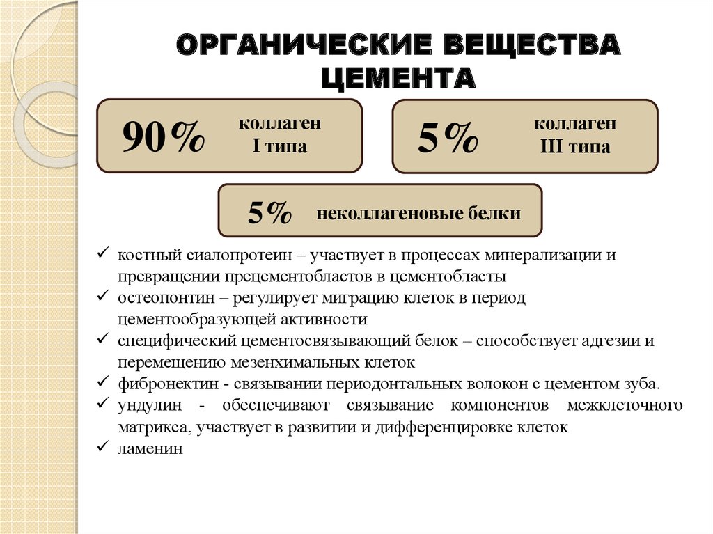 Химический состав цемента зуба