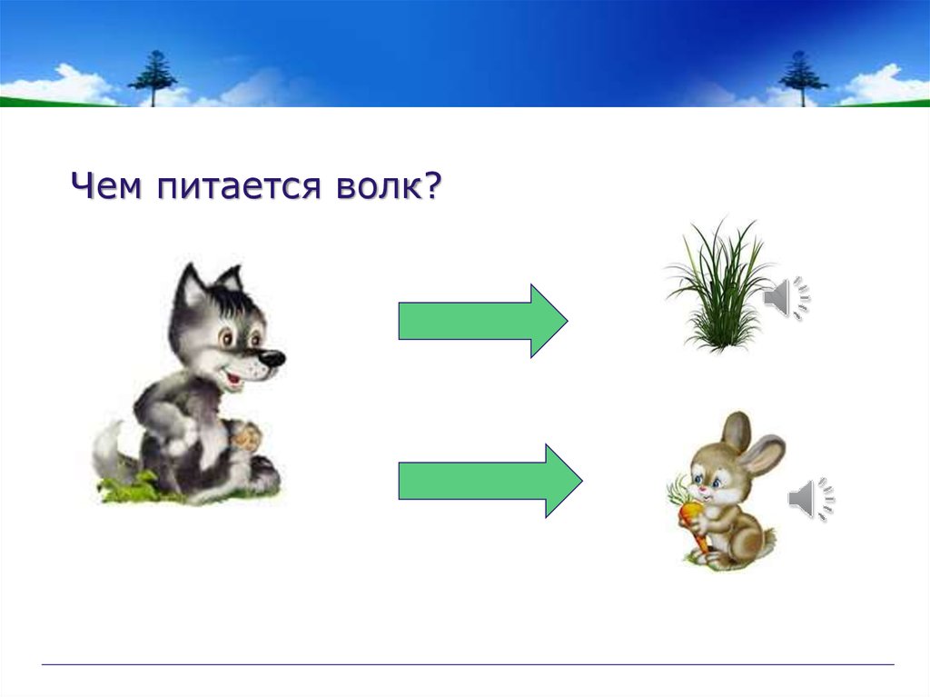 Чем питается волк. Чем питается волк для детей. Чем питается волк в лесу для детей.