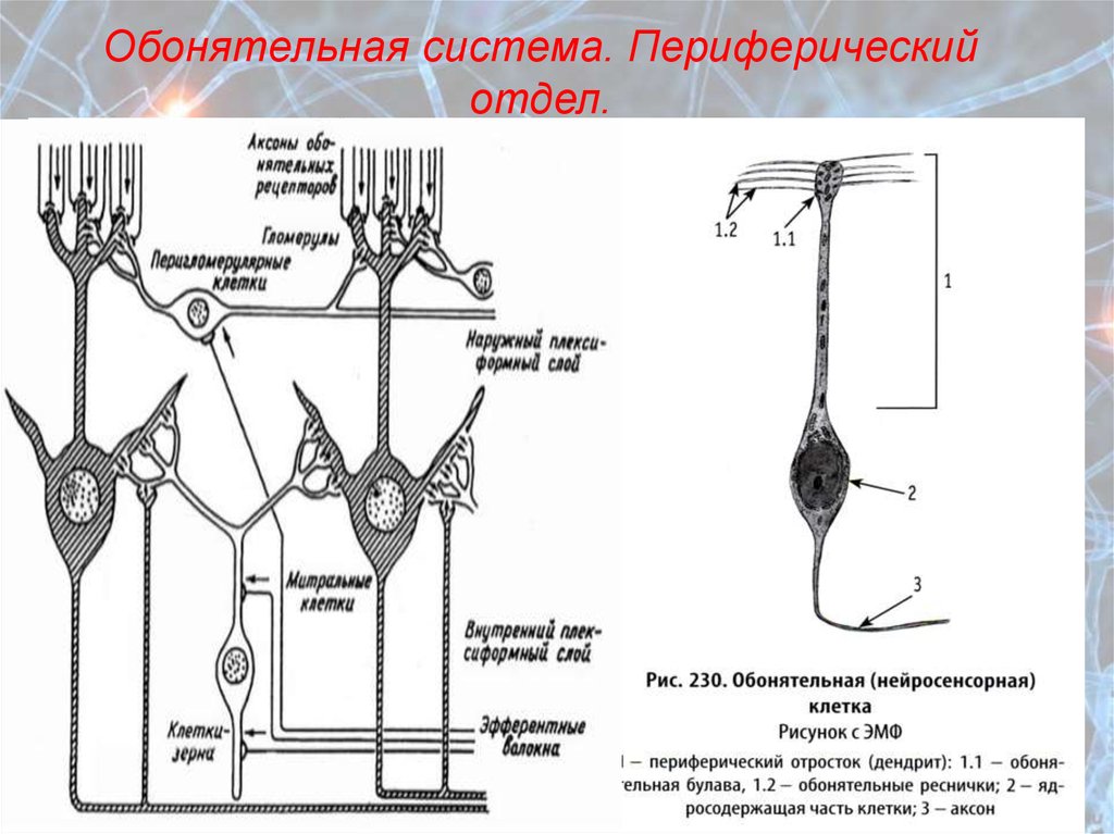 Что воспримут изображенные на рисунке рецепторные клетки. Периферический (рецепторный) отдел обонятельной сенсорной системы.. Рецепторный отдел обонятельного анализатора схема. Рецепторный отдел обонятельной сенсорной системы. Обонятельная сенсорная система физиология.