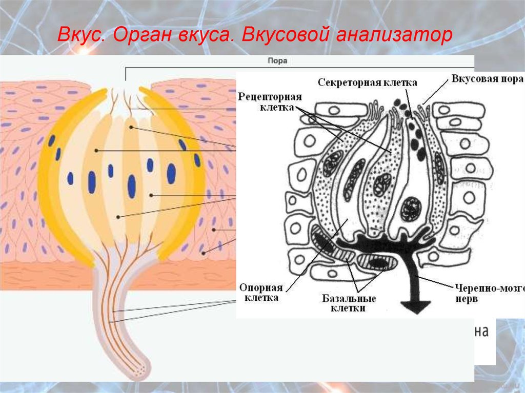 Что воспримут изображенные на рисунке рецепторные клетки вкус запах звук свет