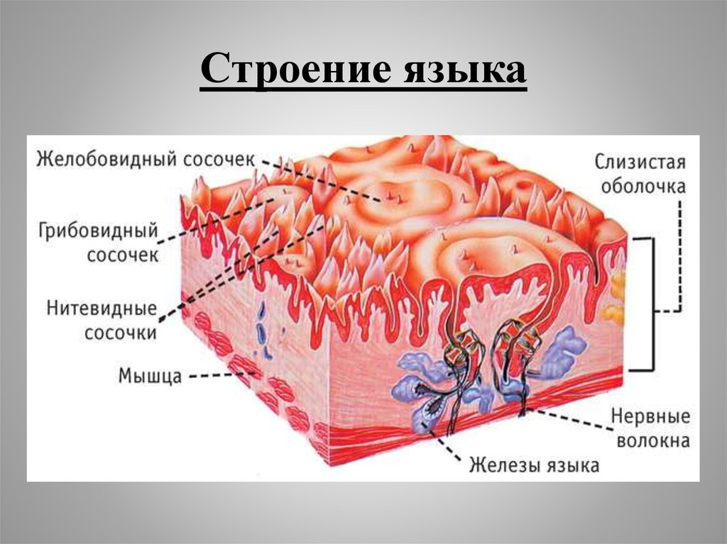 Нижняя часть языка фото