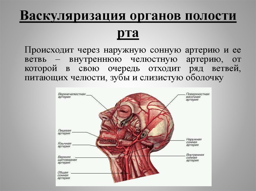 Полость нерв. Кровоснабжение ротовой полости таблица. Кровоснабжение и иннервация ротовой полости. Кровоснабжение головы и ротовой полости. Кровоснабжение полости РТВ.