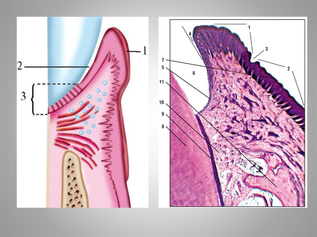 Клетки слизистой полости рта. Строение слизистой рта. Слизистая оболочка рта. Слизистая полости рта презентация. Регенерация слизистой оболочки рта.