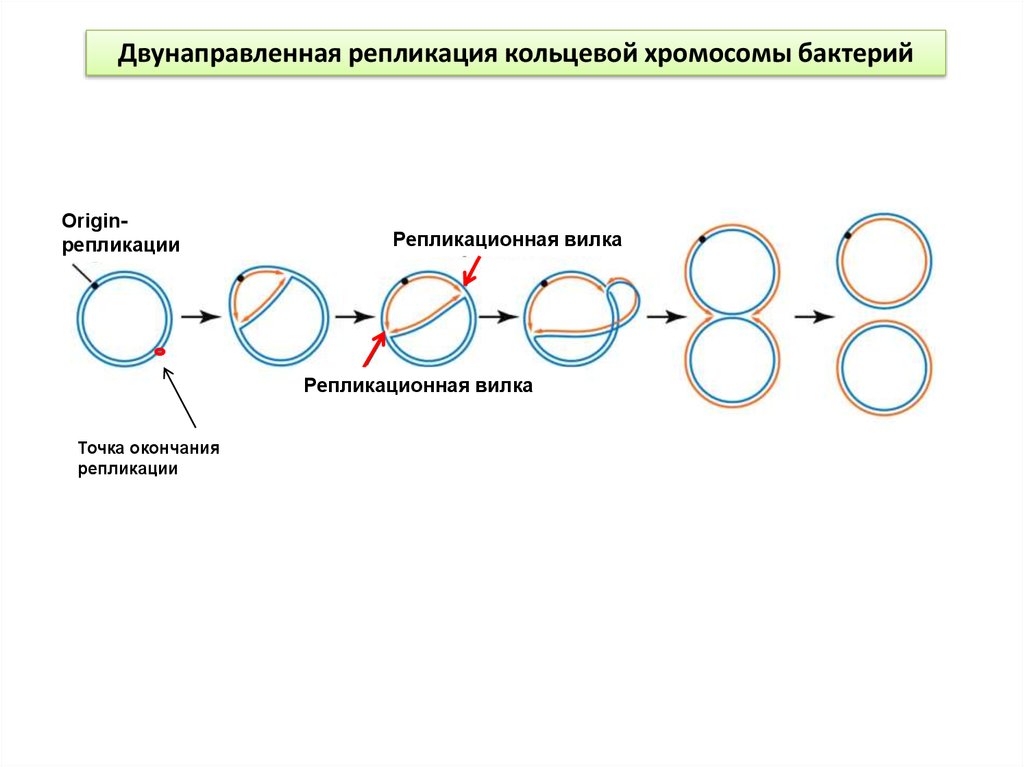 Прокариоты кольцевая днк. Репликация ДНК У прокариот схема. Схема репликации у прокариот. Схема репликации ДНК бактерий. Репликация у бактерий механизм.
