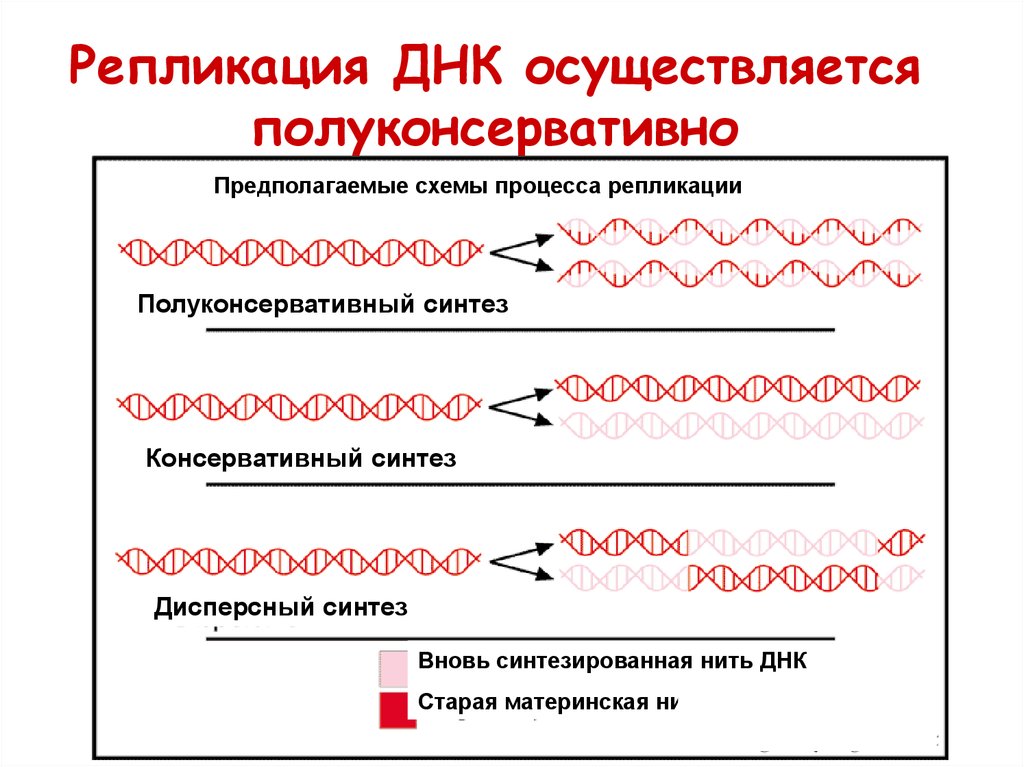3 этапа репликации. Репликация генетика. Схема полуконсервативной репликации ДНК. Полуконсервативный метод репликации ДНК схема. Консервативный полуконсервативный репликации ДНК.