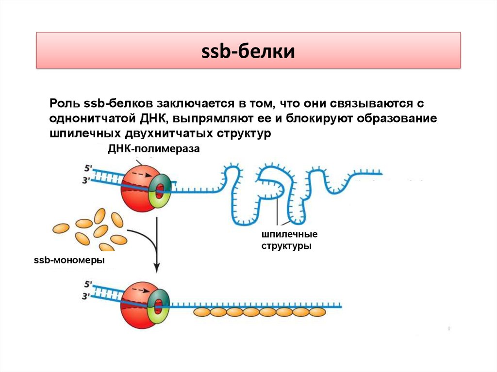 Полимеразы прокариот. ДНК-хеликаза,SSB-белки,. SSB белки прокариот. SSB белки на ДНК. Репликация SSB белки.