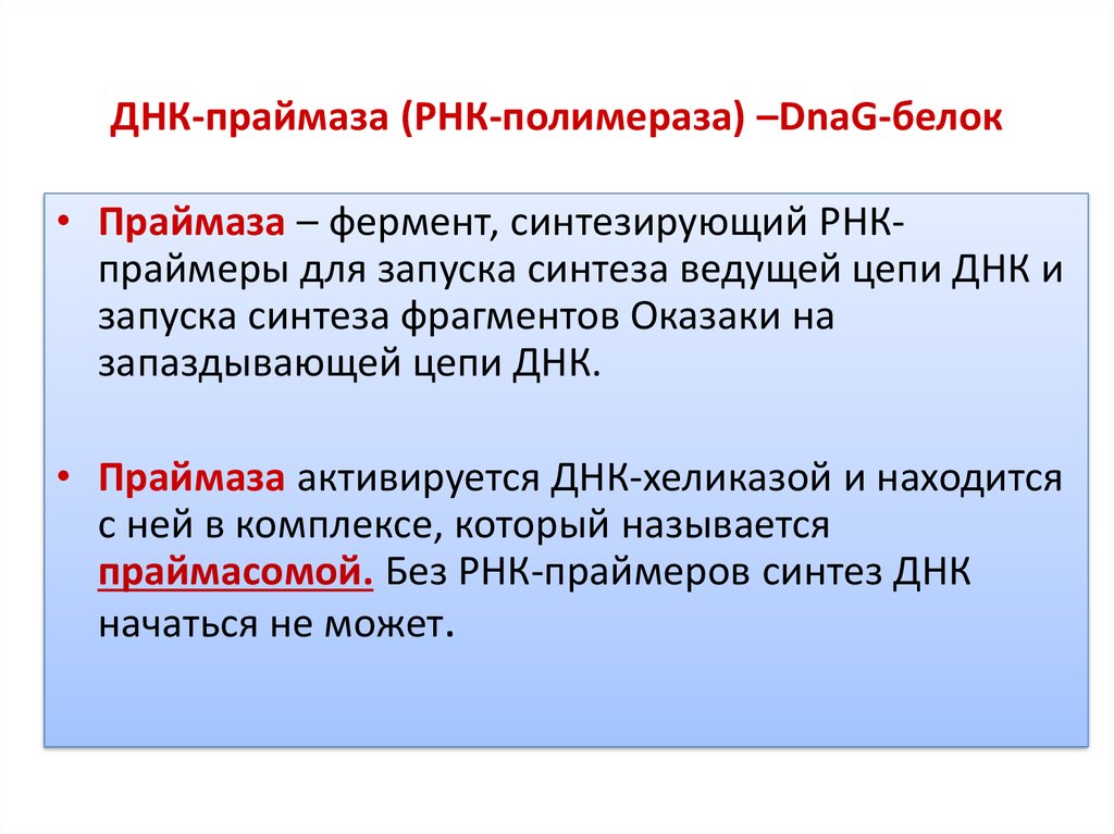 Днк рнк полимеразы. Праймаза. РНК праймаза. Фермент праймаза. ДНК полимераза и ДНК праймаза.