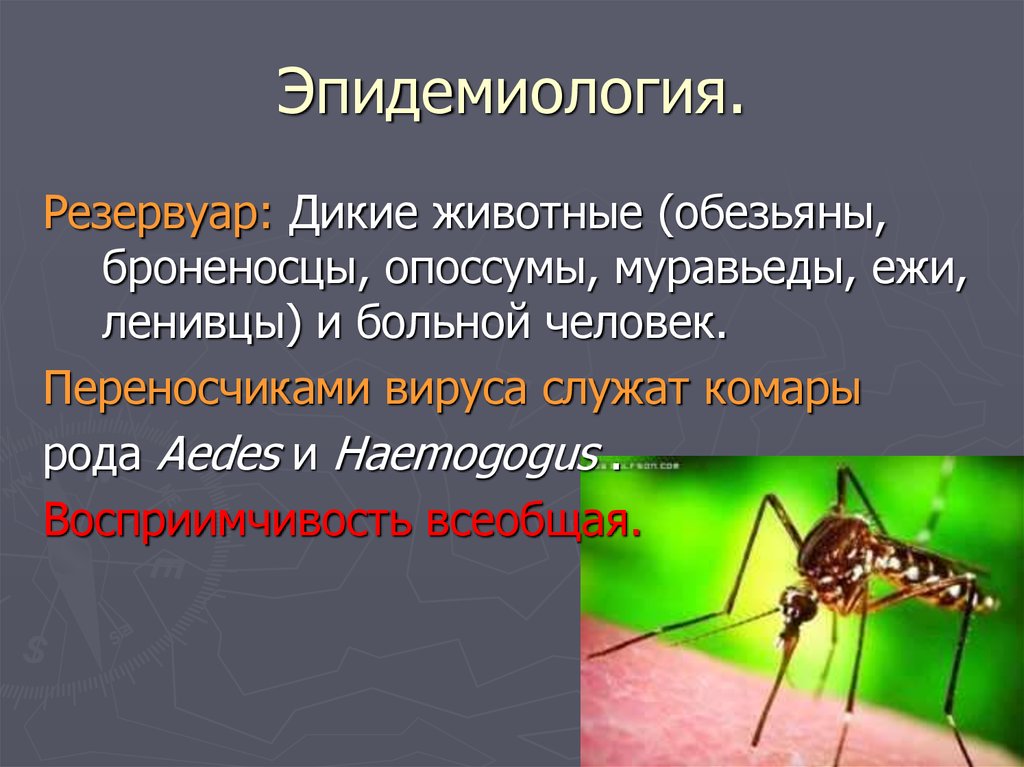 Период желтой лихорадки. Желтая лихорадка эпидемиология. Желтая лихорадка переносчики. Переноччмкм жёлтой лихорадки.