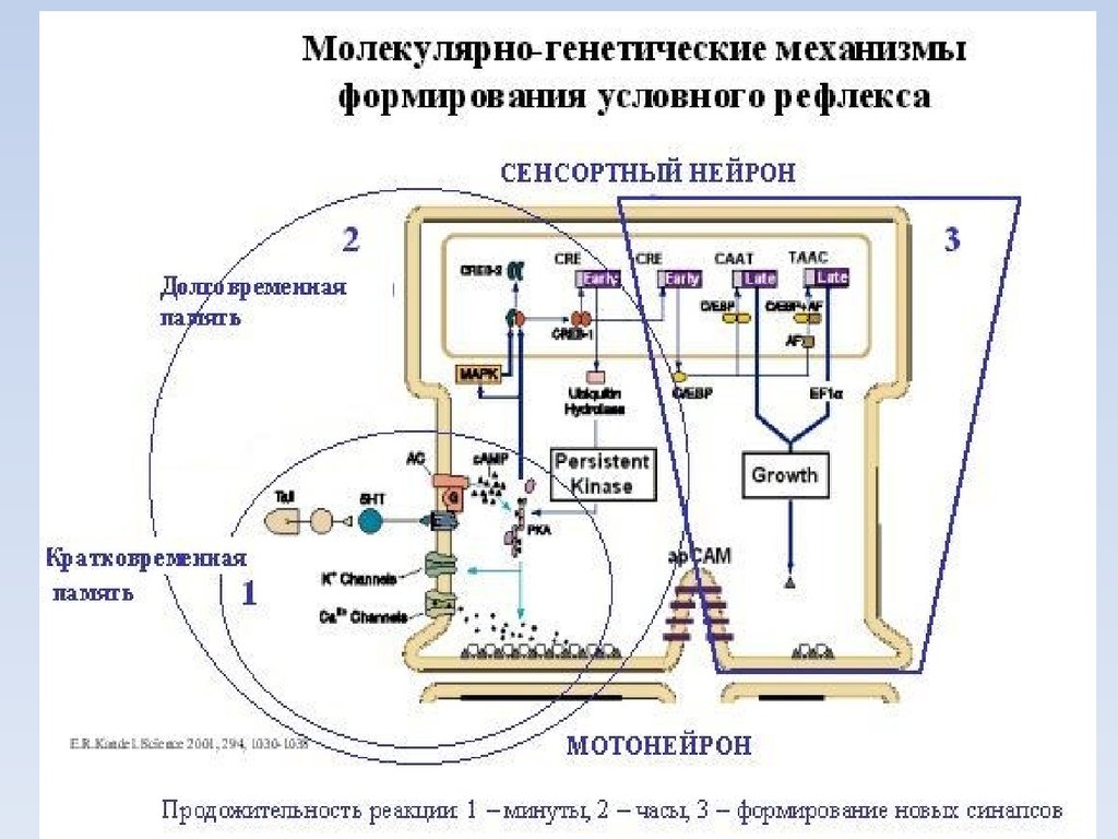 Молекулярные механизмы. Механизм формирования условного рефлекса. Механизм формирования условно рефлекторной связи. Молекулярные механизмы синаптической передачи.. Молекулярные механизмы синаптической передачи биохимия.