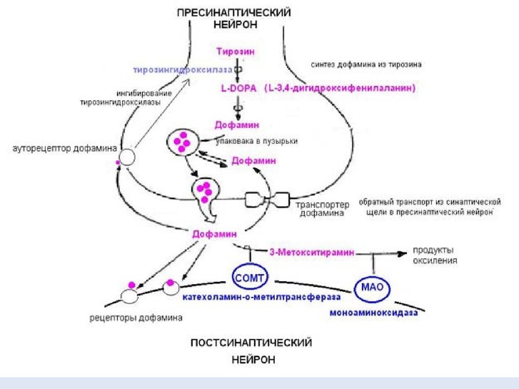Захват дофамина. Механизм действия дофамина схема. Механизмы синаптической передачи биохимия. Молекулярные механизмы синаптической передачи. 4) Молекулярные механизмы синаптической передачи..