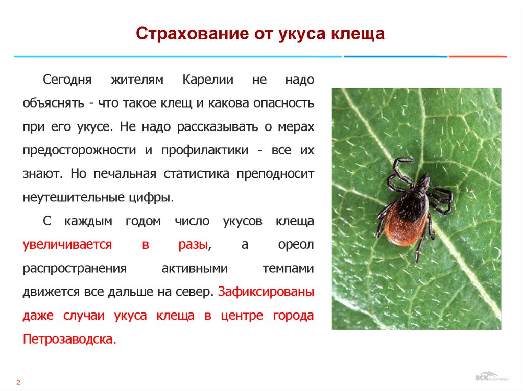 Картинки страхование от клеща