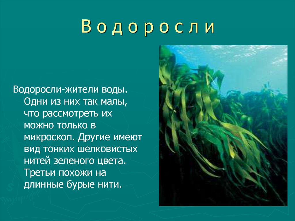 Подготовить сообщение водоросли. Рассказ о водорослях. Водоросли рассказать. Доклад про водоросли. Небольшой доклад про водоросли.