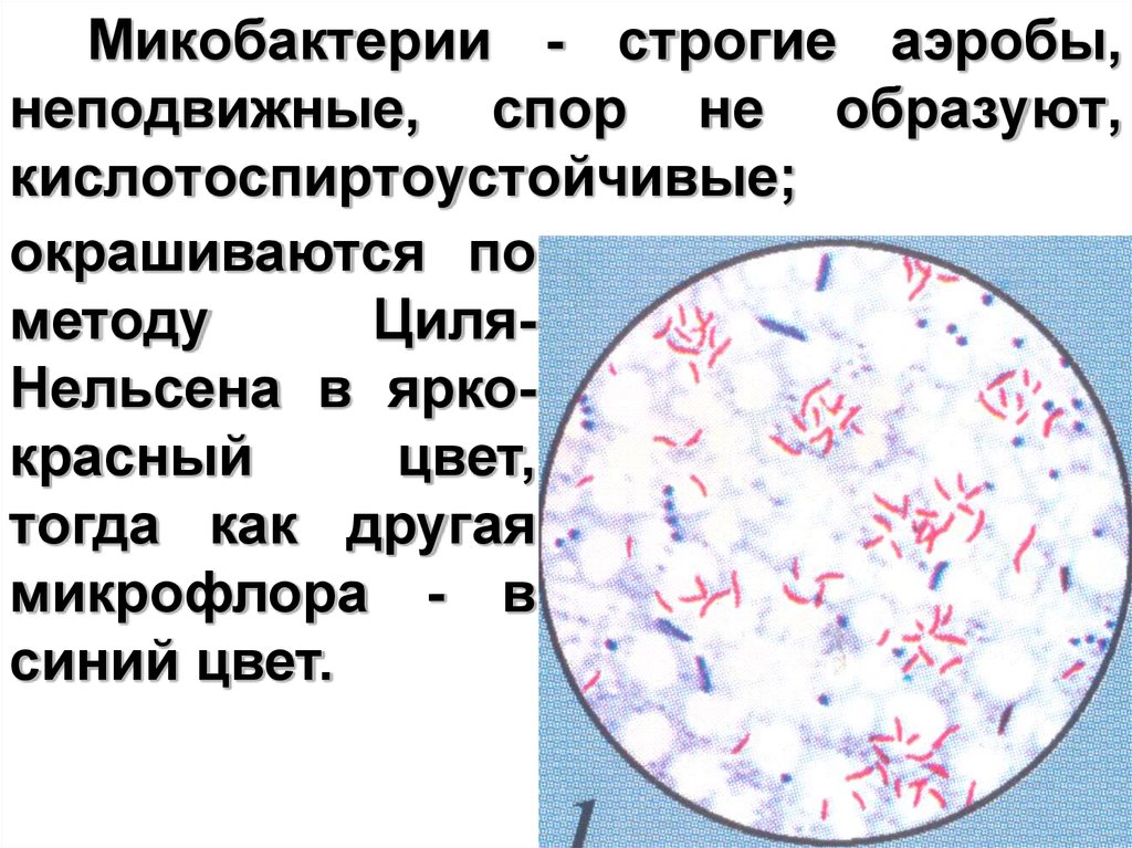 Г микобактерии