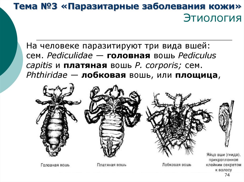 Виды вшей. Головная вошь внешнее строение. Внешнее строение головной вши. Платяная вошь строение. Вошь головная схема.