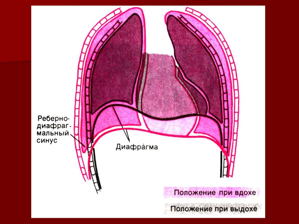 Синусы облитерированы. Синусы плевры схема. Реберно диафрагмальный синус плевры. Реберно-диафрагмальный синус легкого. Синусы плевральной полости.