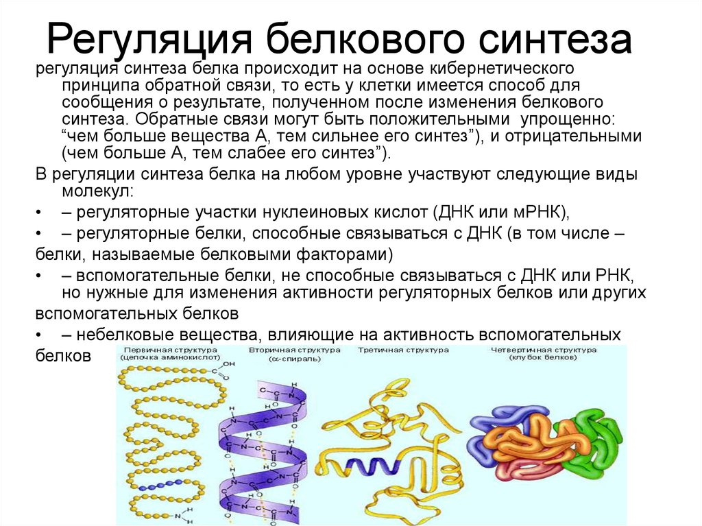 В синтезе белка участвуют ферменты