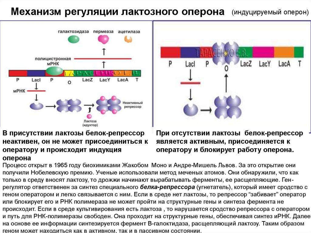 Ген белок фермент. Схема регуляции лактозного оперона у кишечной палочки. Оперон бактериальной клетки схема. Механизмы регуляции Lac-оперона. Оперон строение микробиология.