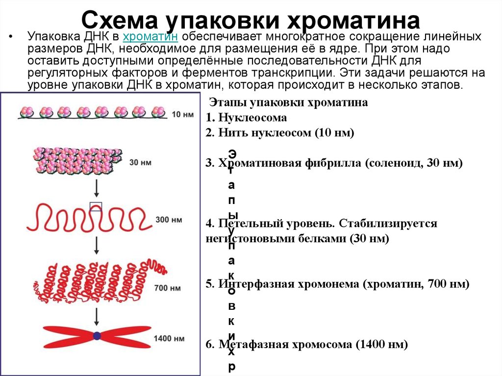 Уровни компактизации хромосом