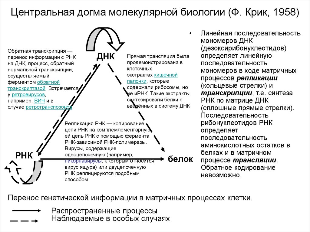 Принципы догме