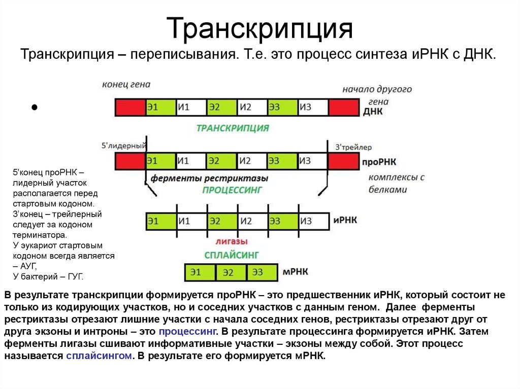 Матричная цепь рнк. Схема процесса транскрипции. Схема процесса транскрипции эукариот. Процесс транскрипции ДНК результат. Структура ИРНК эукариот.