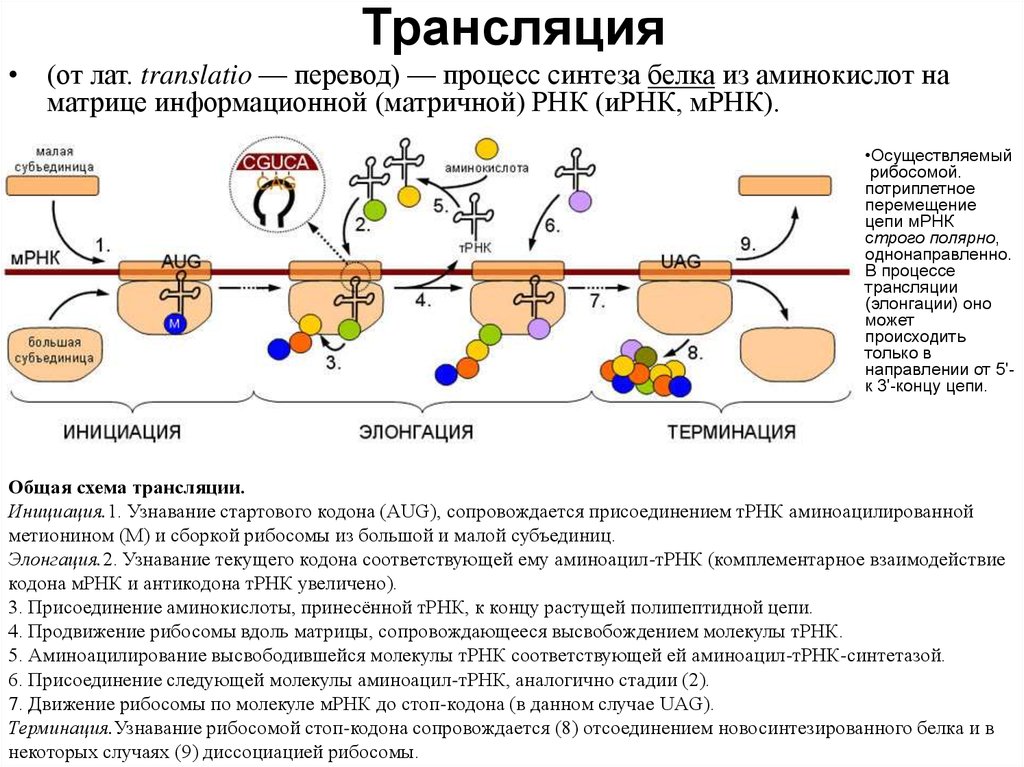 Синтез начинается с 3 конца. Трансляция ИРНК на рибосоме. Трансляция это процесс синтеза и РНК. Трансляция процесс синтеза белка. Схема трансляции на рибосоме.