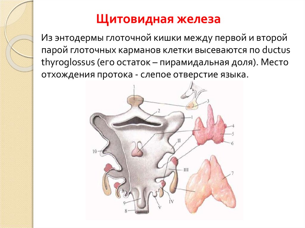 Thyroglossus латынь