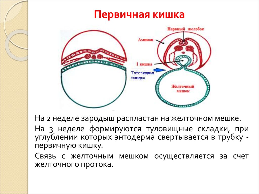 Хорда нервная трубка первичная кишка