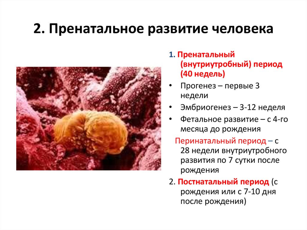 Пренатальное развитие