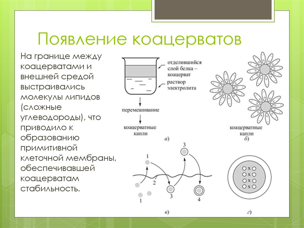 Образование коацерватов появление прокариотических