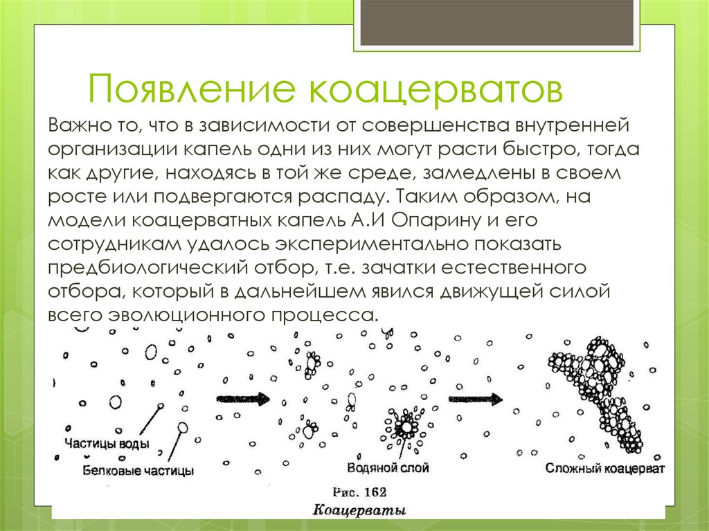 Образование коацерватов появление прокариотических клеток