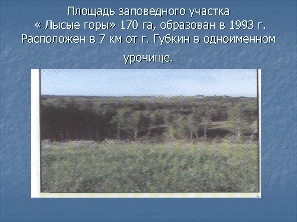 Лысые горы краткое содержание. Урочище «лысые горы». Лысые горы Губкин. Лысые горы сквер. Лысая гора Губкин.