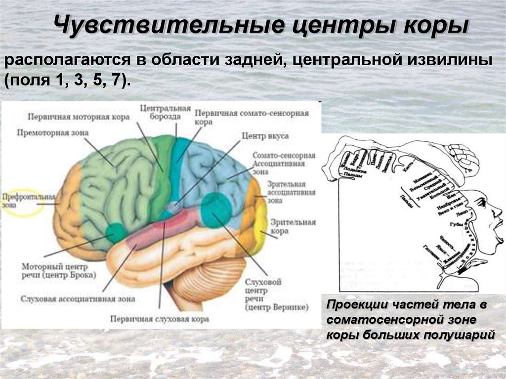 Двигательная зона коры мозга. Проекционные и ассоциативные центры коры больших полушарий. Соматосенсорная зона коры головного мозга. Корковые двигательные центры располагаются в извилине. Задняя Центральная извилина анализатор.