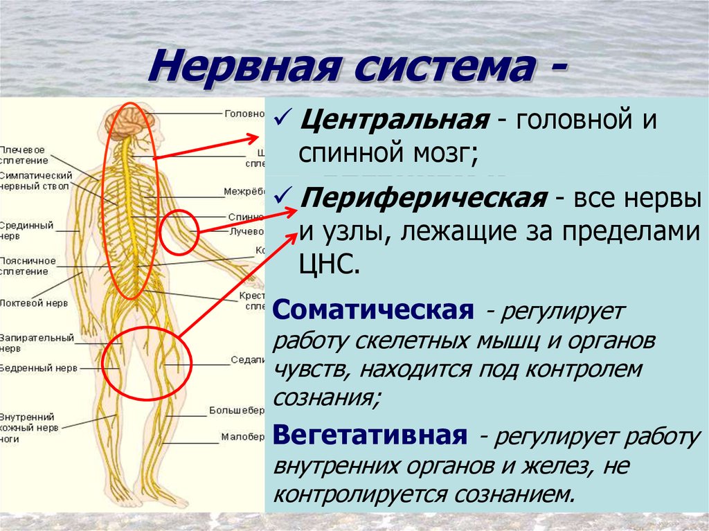 Как нервная система регулирует органы