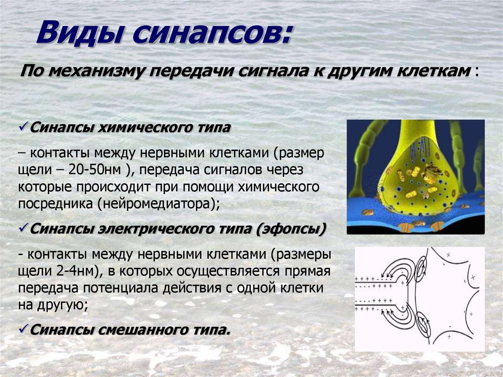 Синапс сигнал. Виды синапсов. Виды синаптических контактов. Синапс виды синапсов. Виды химических синапсов.