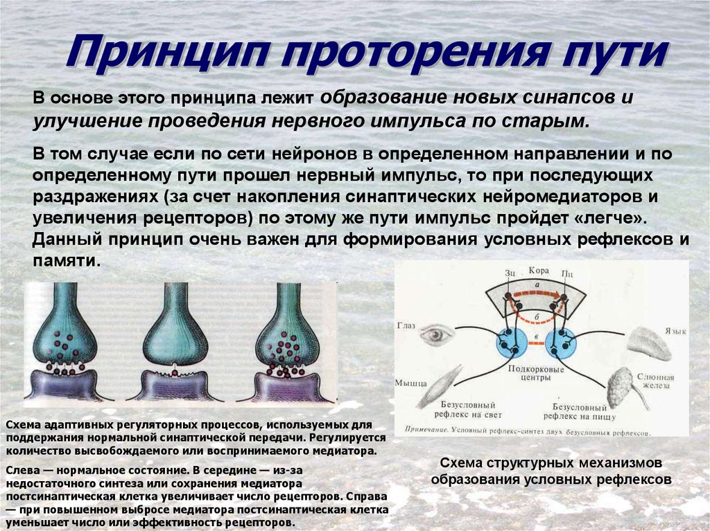 Идея лежащая в основе. Принцип проторения пути. Условный рефлекс как формируется принцип проторения пути. Проторение.