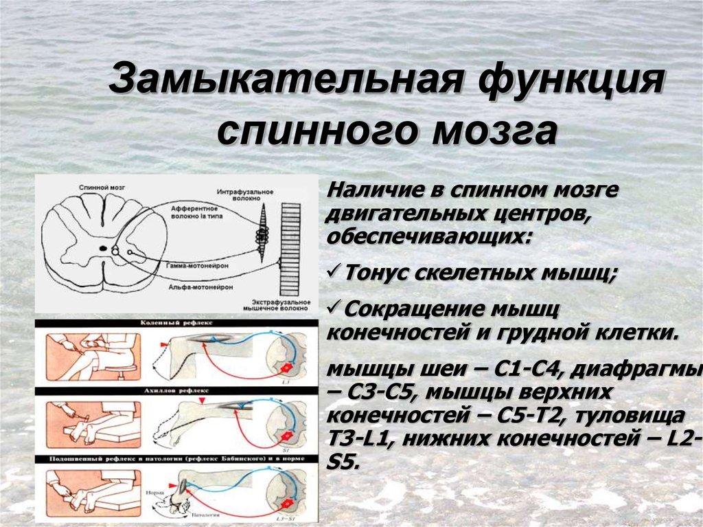 Физиология возбудимых тканей презентация