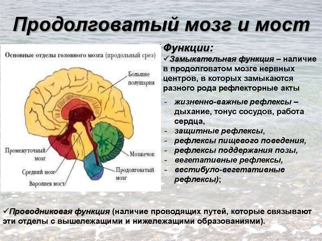 Кашлевой рефлекс какой отдел мозга. Функции отделов среднего мозга. Продолговатый мозг строение и функции. Средний мозг строение структура функции. Функции промежуточного мозга продолговатого мозга среднего мозга.