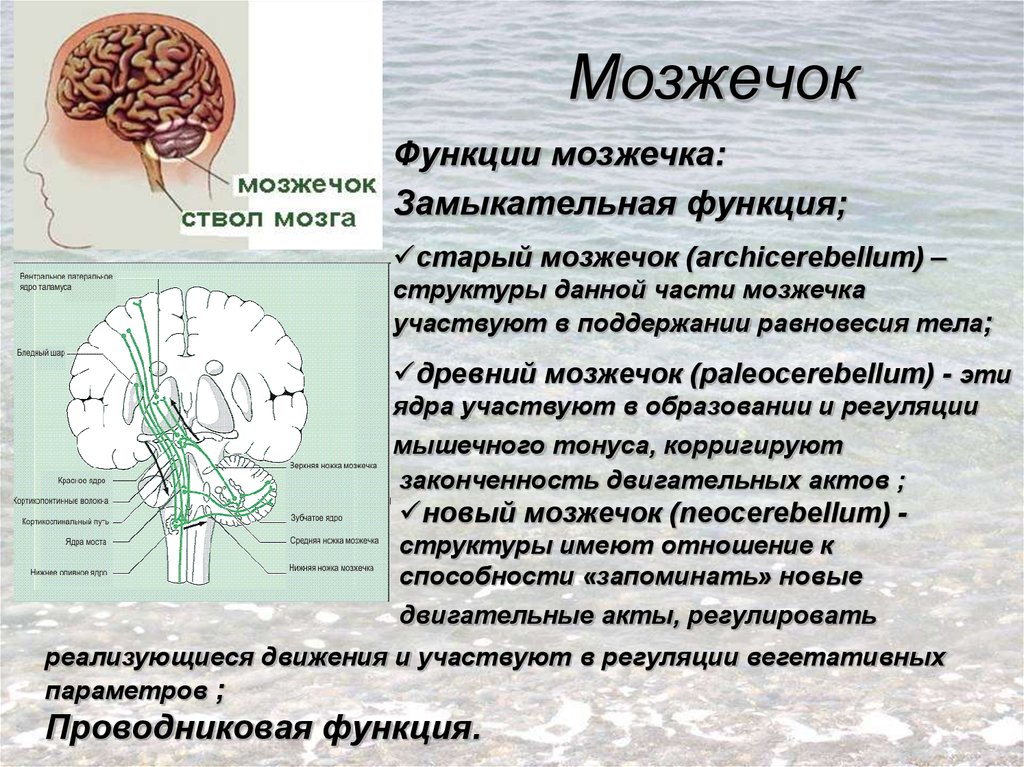 Роль мозга в организме. Функции отделов головного мозга мозжечок. Структура мозжечка в головном мозге. Мозжечок мозг функции. Нозждачок.